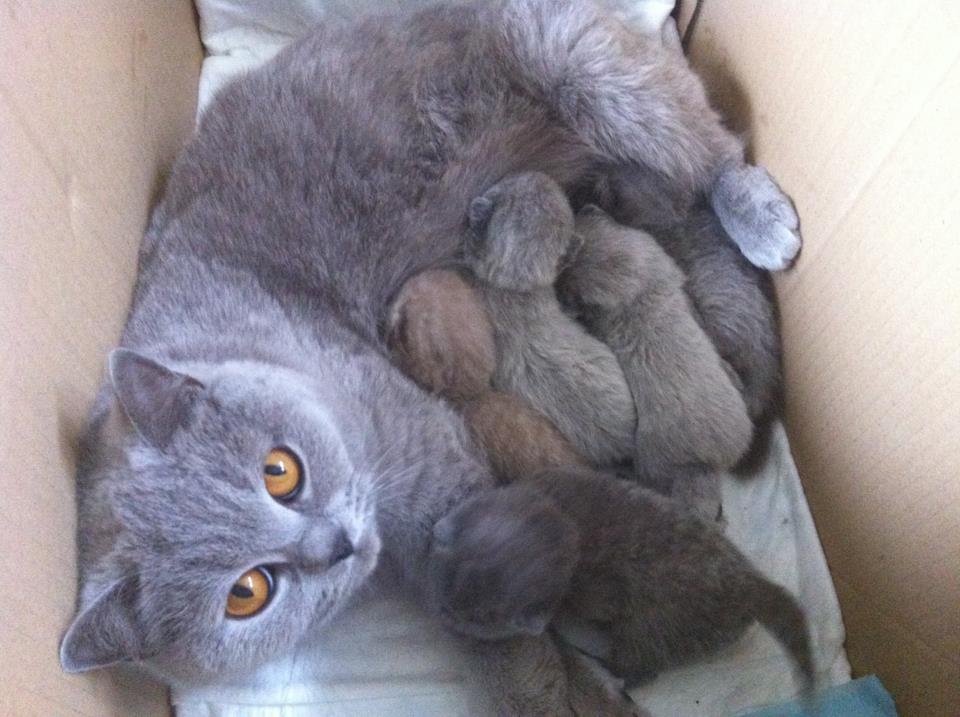 kittens 1 week oud